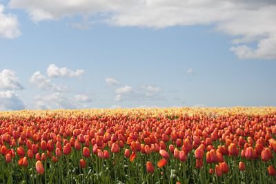 Expat mortgages Netherlands tulip field